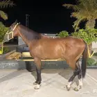 حصان انجليزي للبيع