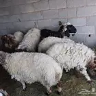 خرفان نعيم للبيع