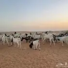 ماعز