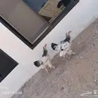 دجاج براهما للبيع