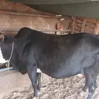 بقره حايل للبيع