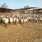 عنم نعيم