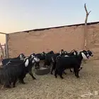 معزا العدد 13