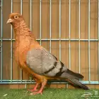حمام لماع
