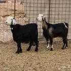 معزا طيبه