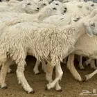 رخال وضان صنف طيب