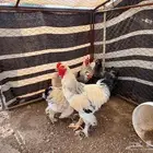 دجاج براهما