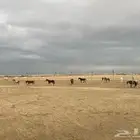 بوايك خيل إيواء إيجار ( بوايك )