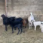 وعل كمروني