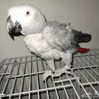 للبيع كاسكو متكلم