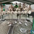 حمام زاجل كريمي جامبو