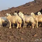 ضان حريات مراح واحد غنم مكرمه وغنم نظيفه