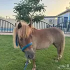سيسه للبيع