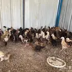 دجاج بلدي