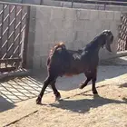 تيوس قبرصيه