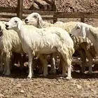 رخال حريات