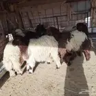 ذبايح نعيم طيبة