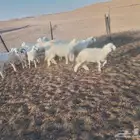 حريملاء