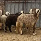 غنم نجد اصغار سن