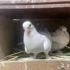 حمام