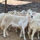 ضان مقنوي من 900