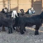 معزا اللبيع