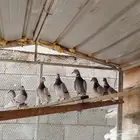 حمام للبيع جمله