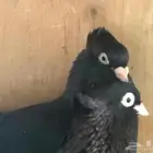 ايراني عبداني
