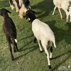 للبيع دواغير طلي ورخله برابر انتاج تم  البيع