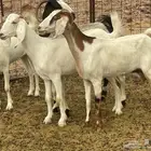 معزاء هولنديات