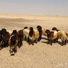 مراييع
