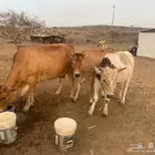 بقر جريسي