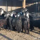 جفار عوراض