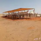 مضلات الإبل مضلات غنم شبوك الابل شبوك غنم جلسات حديد
