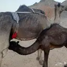 ناقه للبيع او البدل