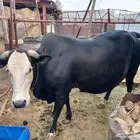 بقره حايل. للبيع