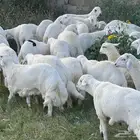 طليان حري لبيع