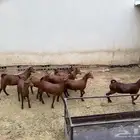 عنقان للبيع