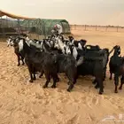 معزا مراح واحد العدد 26 بالفحل تحتها 19