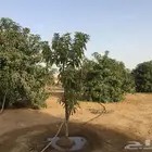 مزرعه للبيع بحلة عقلاء العنزي