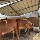 عجول وخبيش طيييبه ما شاء الله