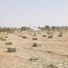 دخن صافي بروتين عالي شد 90