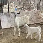 عنز ثنيه خلفه