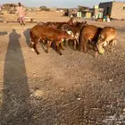 طليان سواكن جبرة حمري وابيض (تم البيع)
