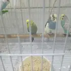 طيور حب