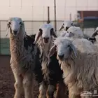 تيوس عارضيه وحريات