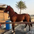 حصان سرعة ريس فرنسي ورق