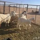 للبيع 4 معزاء بيض مشاريك