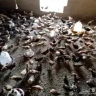 دجاج على اشرط