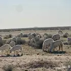 غنم